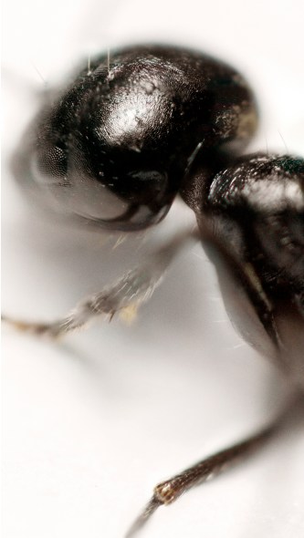 RGB tiff image by MetisIP