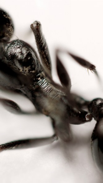 RGB tiff image by MetisIP