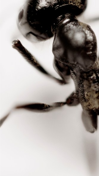 RGB tiff image by MetisIP