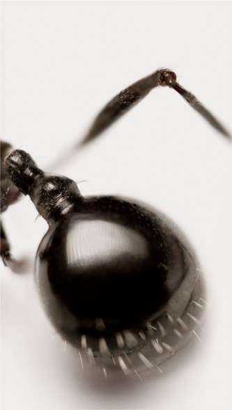 RGB tiff image by MetisIP