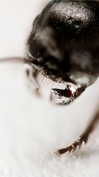 RGB tiff image by MetisIP