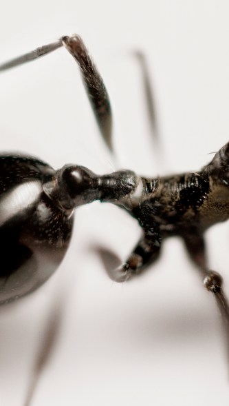 RGB tiff image by MetisIP