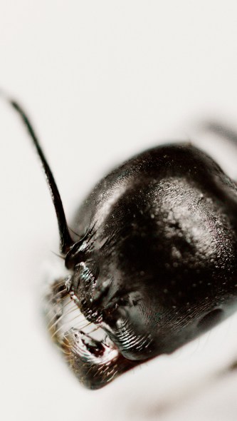 ••I1 ARRIRAWConverter_Snapshot_20170616_121309JB-2