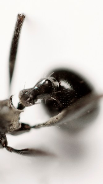 RGB tiff image by MetisIP